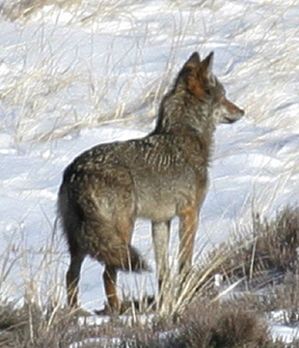 small_coyote.jpg