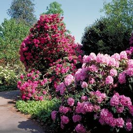 small_rhododendron.jpg
